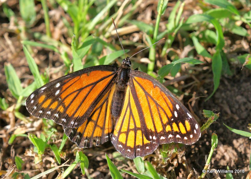 Viceroy, Pawnee County, OK, 10-3-18. Jpa_25709.jpg