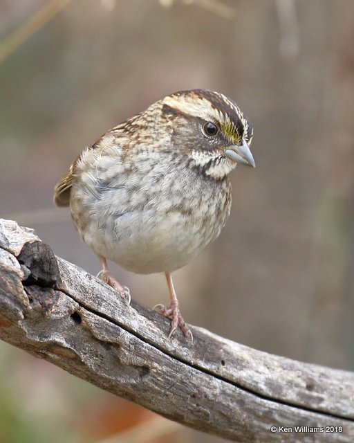 White-throated Sparrow, tan morph, Nowata Co, OK, 11-4-18, Jpa_26058.jpg