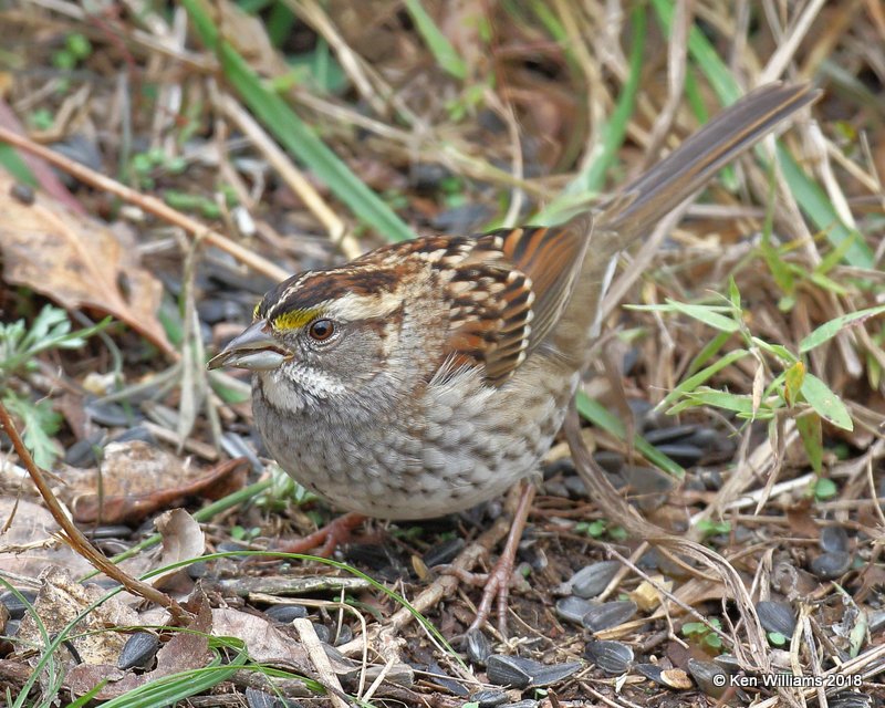 White-throated Sparrow, tan morph, Nowata Co, OK, 11-4-18, Jpa_26075.jpg