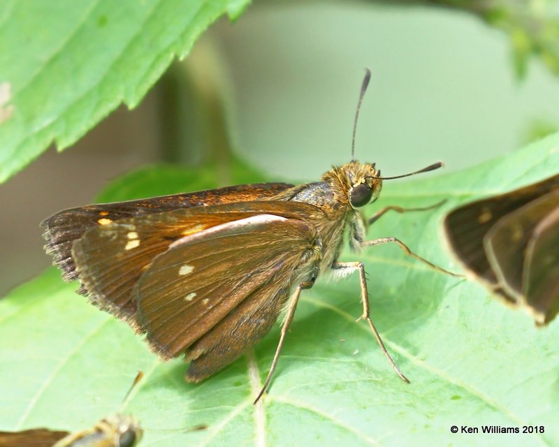 Yehl Skipper female, Cherokee County, OK, 9-10-18, Jpa_24945.jpg