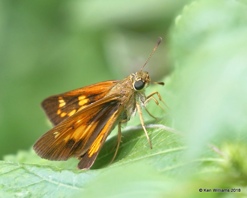 Yehl Skipper female, Cherokee County, OK, 9-10-18, Jpa_25225.jpg