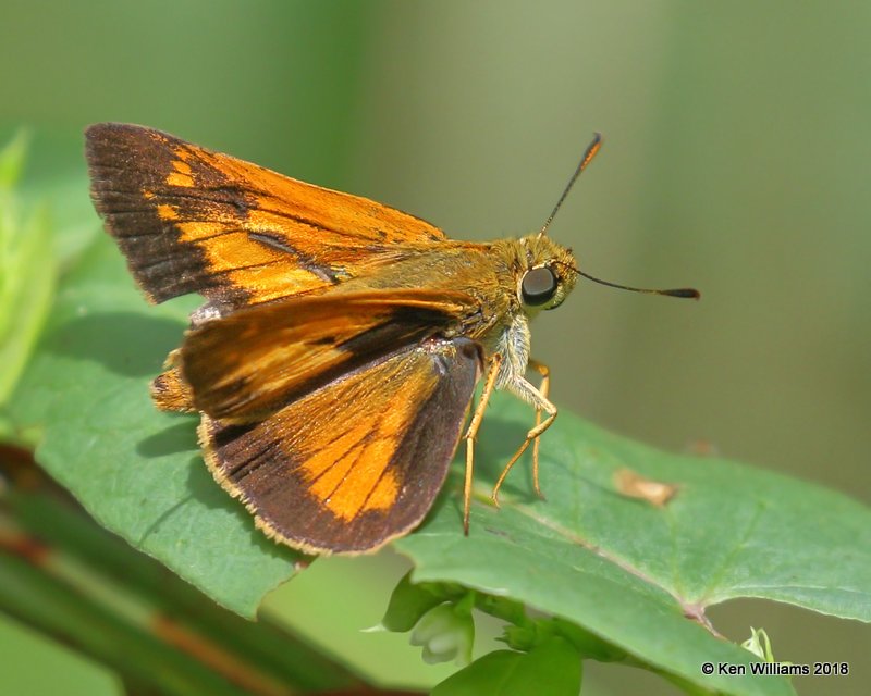 Yehl Skipper male, Cherokee County, OK, 9-10-18, Jpa_25313.jpg