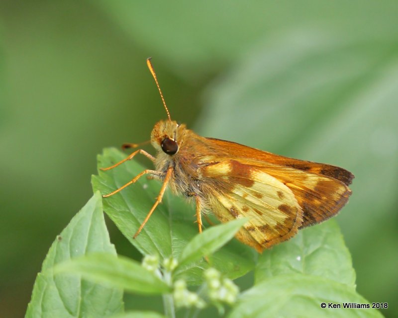 Zabulon Skipper male, Cherokee County, OK, 9-10-18, Jpa_25264.jpg