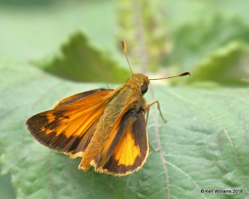 Zabulon Skipper male, Cherokee County, OK, 9-10-18, Jpa_25340.jpg