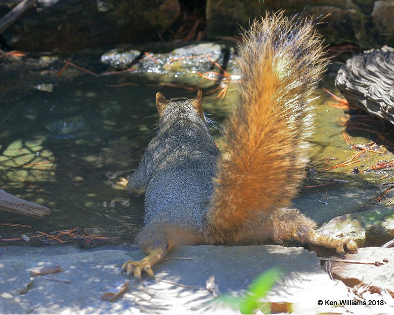 Eastern Fox Squirrel, Rogers Co, yard, OK, 7-9-17, Jda_12836.jpg
