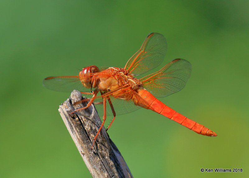 Flame Skimmer male, Rogers Co, yard, OK, 7-13-17, Jda_12843.jpg