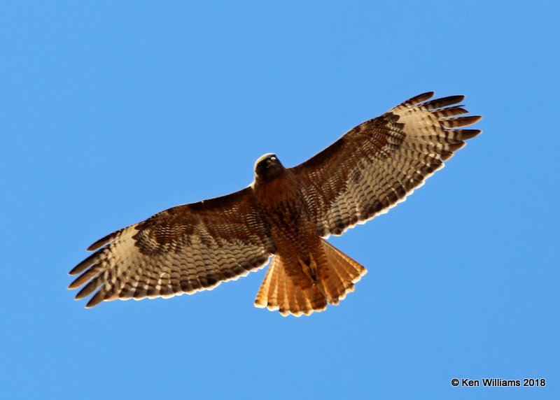 Red-tailed Hawk - Rufous morph adult, W. of Buckeye, AZ, 2-20-14, Ja_0676.JPG
