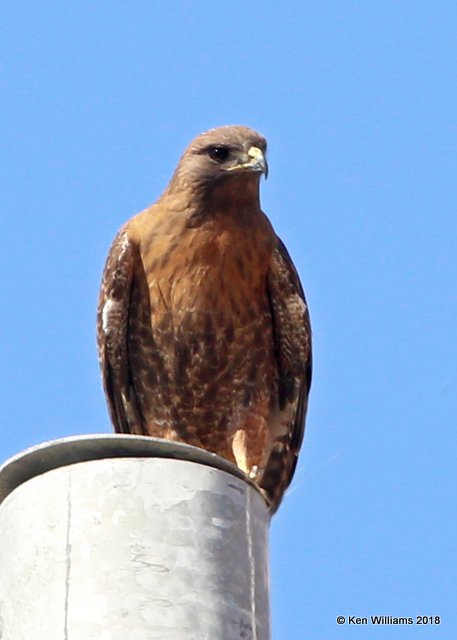 Red-tailed Hawk - Rufous morph adult, W. of Buckeye, AZ, 2-20-14, Jp_0666.JPG