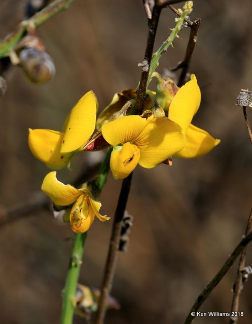 Yellow Sophora, Sophora tomentosa, S. Padre Island, TX, 02_15_2016, Jp_08301.JPG