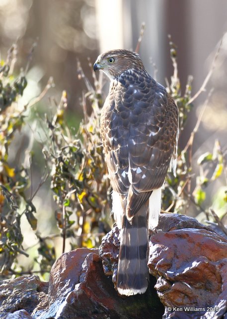 Coopers Hawk, Rogers County yard, OK, 11-16-18, Jpa_26907.jpg