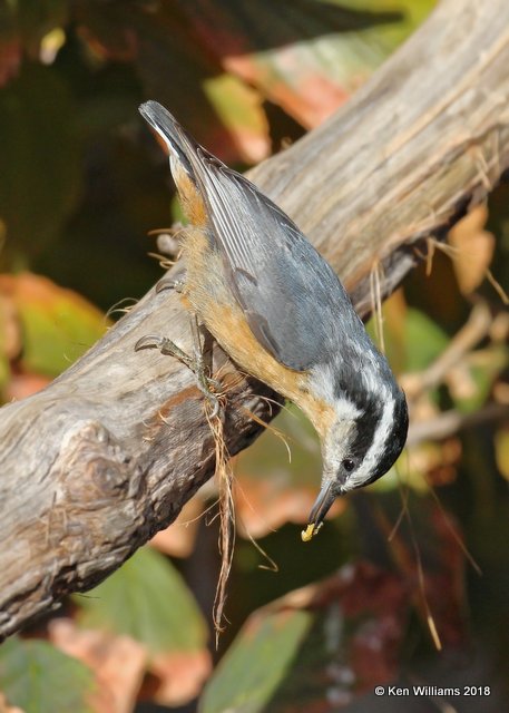 Red-breasted Nuthatch, Rogers County yard, OK, 11-21-18, Jpa_27058.jpg