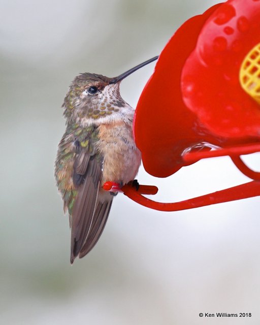 Rufous Hummingbird female, Rogers Co yard, OK, 11-12-18, Jpa_26858.jpg