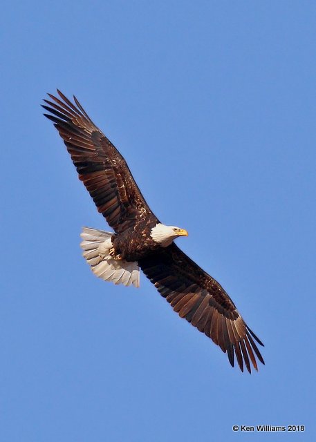 Bald Eagle adult, Osage County, OK, 12-5-18, Jpa_28639.jpg