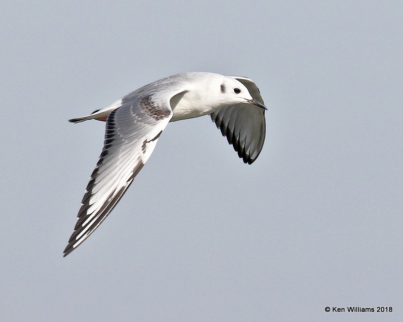 Bonaparte's Gull, first cycle, Lake Hefner, OKC, OK, 11-28-18, Jpa_27938.jpg