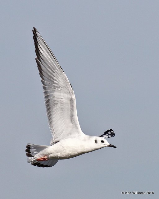 Bonaparte's Gull, first cycle, Lake Hefner, OKC, OK, 11-28-18, Jpa_28039.jpg