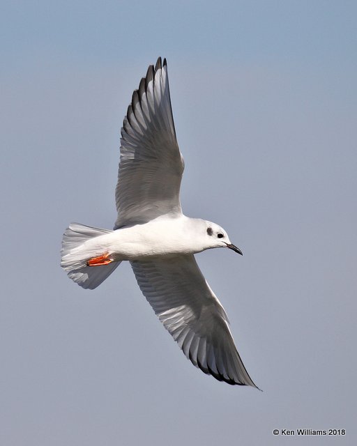 Bonaparte's Gull, nonbreeding, Lake Hefner, OKC, OK, 11-28-18, Jpa_28059.jpg