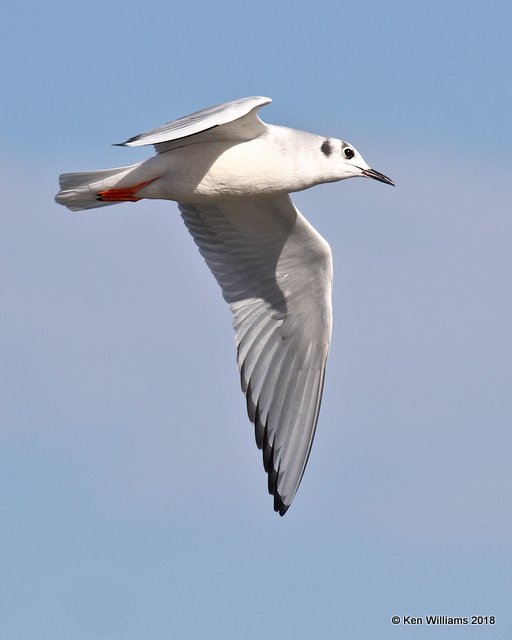 Bonaparte's Gull, nonbreeding, Lake Hefner, OKC, OK, 11-28-18, Jpa_28070.jpg