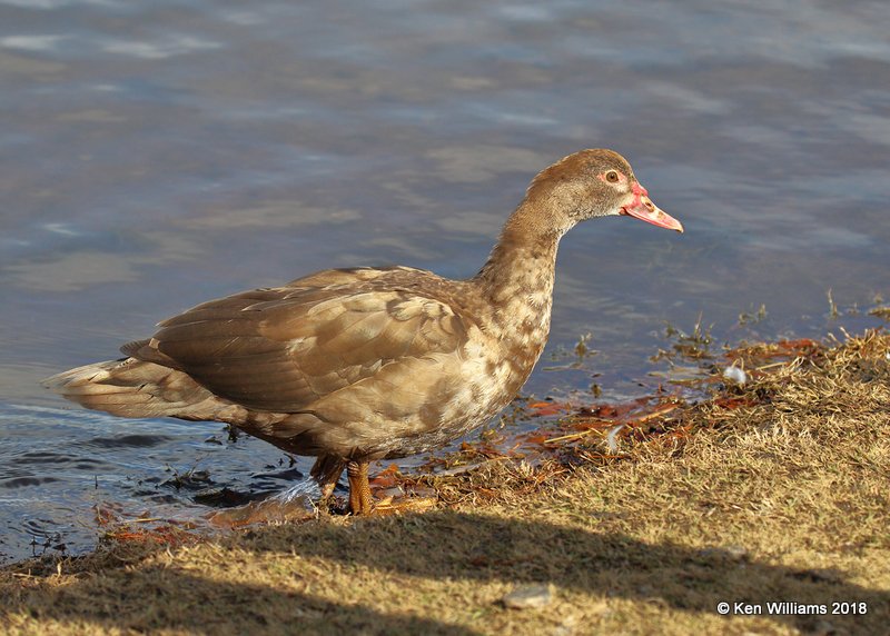 Chocolate Muscovy Duck - domestic, Lake Hefner, OKC, OK, 11-28-18, Jpa_27568.jpg