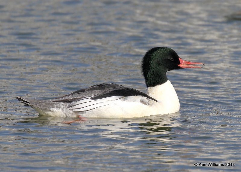 Common Merganser male, Lake Hefner, OKC, OK, 11-28-18, Jpa_27594.jpg