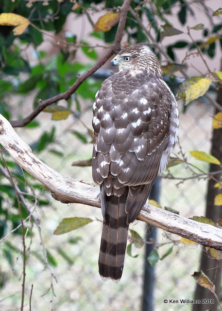 Coopers Hawk juvenile, Rogers County yard, OK, 12-3-18, Jpa_28586.jpg