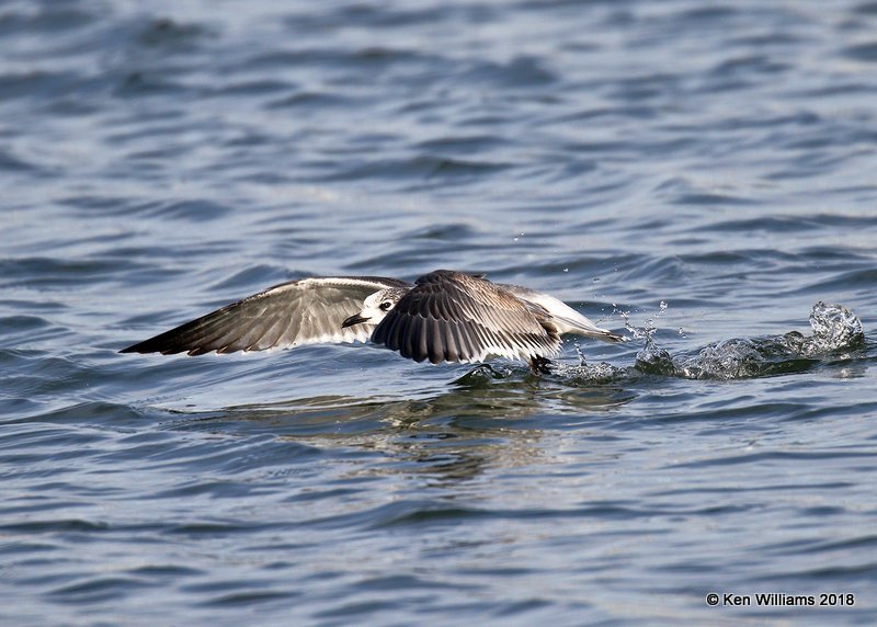 Franklin's Gull, first-cycle, Lake Hefner, OKC, OK, 11-28-18, Jpa_27398.jpg