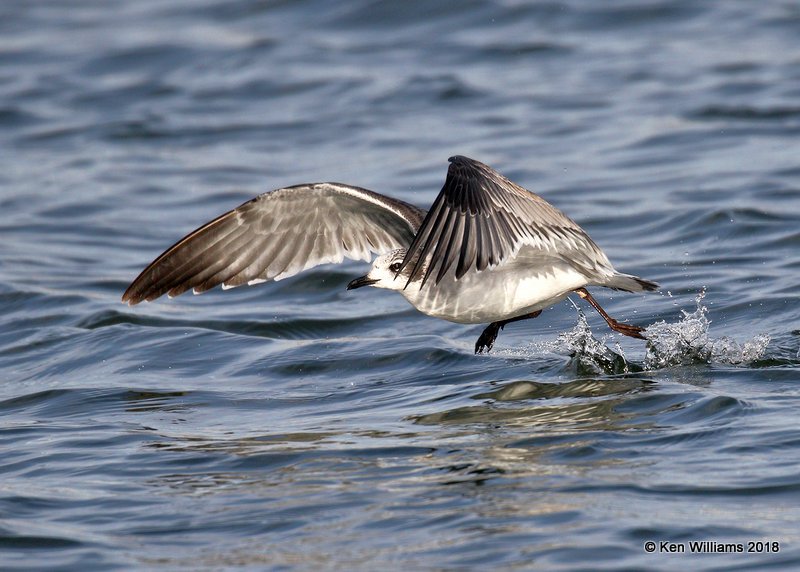 Franklin's Gull, first-cycle, Lake Hefner, OKC, OK, 11-28-18, Jpa_27400.jpg