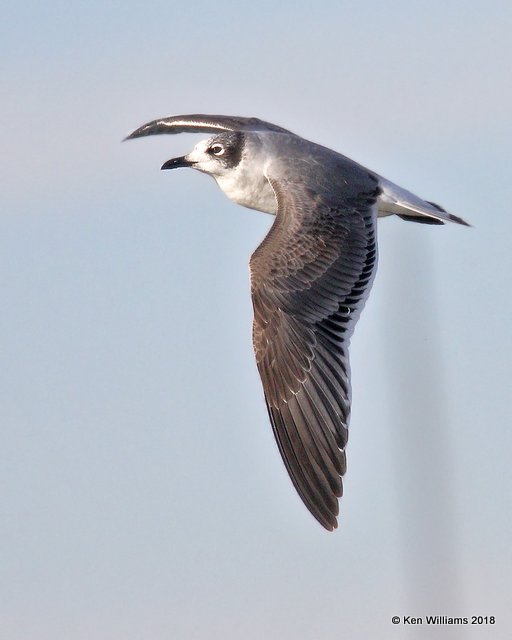 Franklin's Gull, first-cycle, Lake Hefner, OKC, OK, 11-28-18, Jpa_27410.jpg