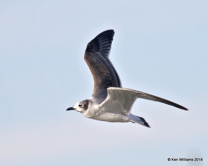 Franklin's Gull, first-cycle, Lake Hefner, OKC, OK, 11-28-18, Jpa_27411.jpg