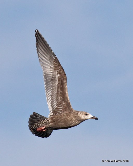 Herring Gull, first-cycle, Lake Hefner, OKC, OK, 11-28-18, Jpa_28167.jpg
