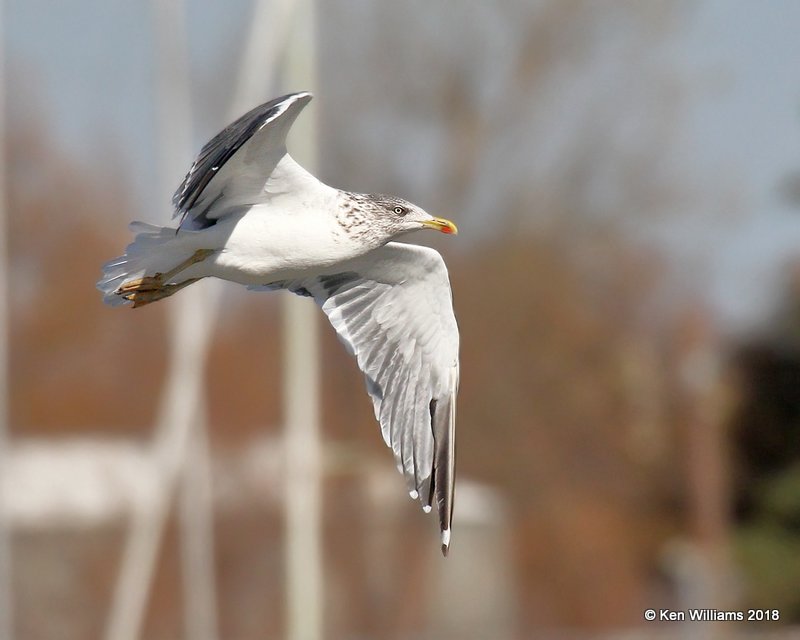 Lesser Black-backed Gull, nonbreeding, Lake Hefner, OKC, OK, 11-28-18, Jpa_27866.jpg