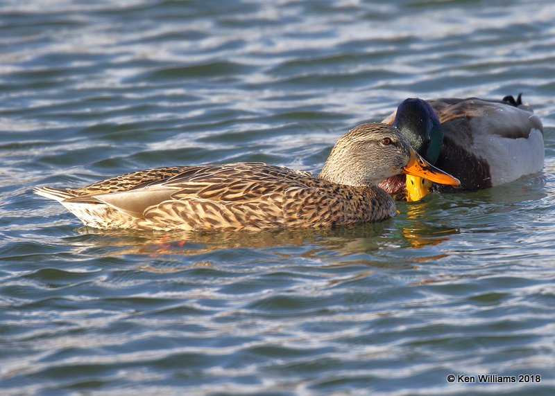 Mallard hen, Lake Hefner, OKC, OK, 11-28-18, Jpa_27309.jpg