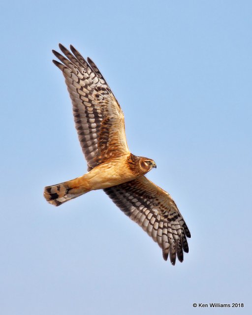 Northern Harrier female, Osage County, OK, 12-5-18, Jpa_28698.jpg