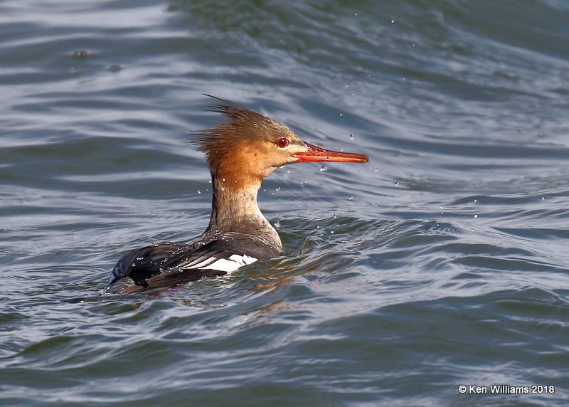 Red-breasted Merganser female, Lake Hefner, OKC, OK, 11-28-18, Jpa_27752.jpg