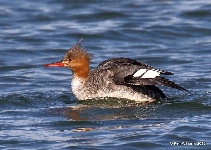 Red-breasted Merganser female, Lake Hefner, OKC, OK, 11-28-18, Jpa_27783.jpg