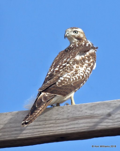 Red-tailed Hawk - Eastern juvenile, Osage Co, OK, 12-5-18, Jpa_28718.jpg