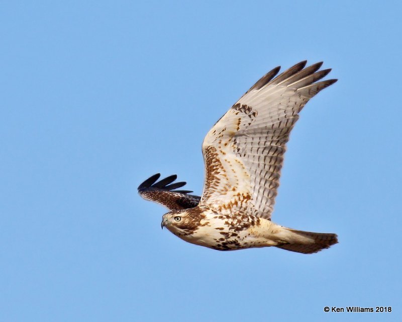 Red-tailed Hawk - Eastern juvenile, Osage Co, OK, 12-5-18, Jpa_28726.jpg