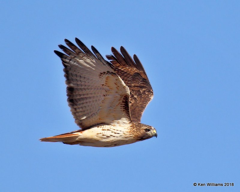 Red-tailed Hawk, Easterm, Lake Hefner, OKC, OK, 11-28-18, Jpa_28278.jpg