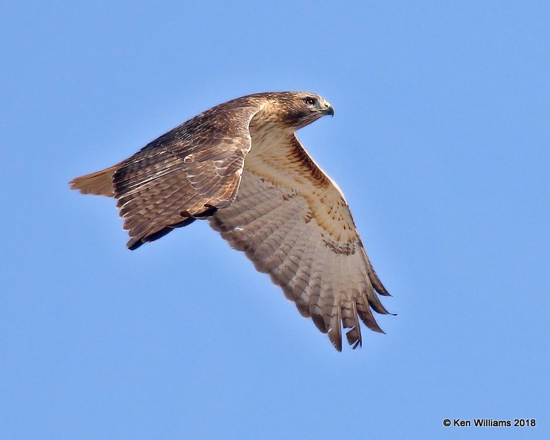 Red-tailed Hawk, Easterm, Lake Hefner, OKC, OK, 11-28-18, Jpa_28288.jpg