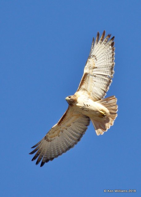 Red-tailed Hawk, Easterm, Lake Hefner, OKC, OK, 11-28-18, Jpa_28318.jpg