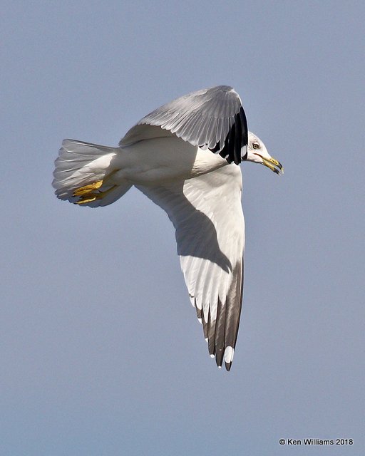 Ring-billed Gull, Lake Hefner, OKC, OK, 11-28-18, Jpa_28220.jpg