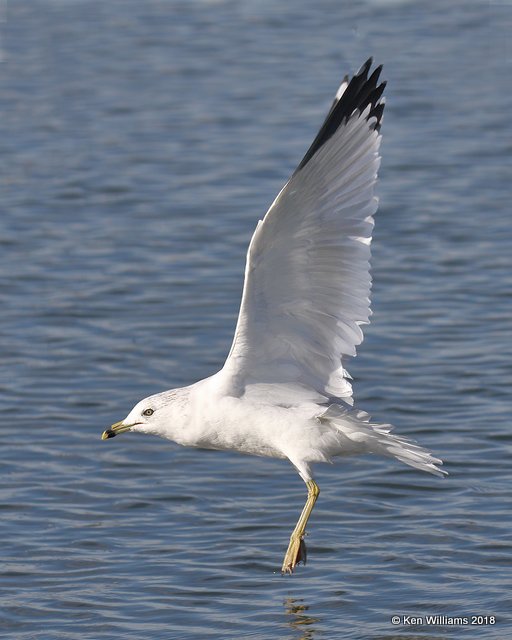 Ring-billed Gull, Lake Hefner, OKC, OK, 11-28-18, Jpa_28472.jpg