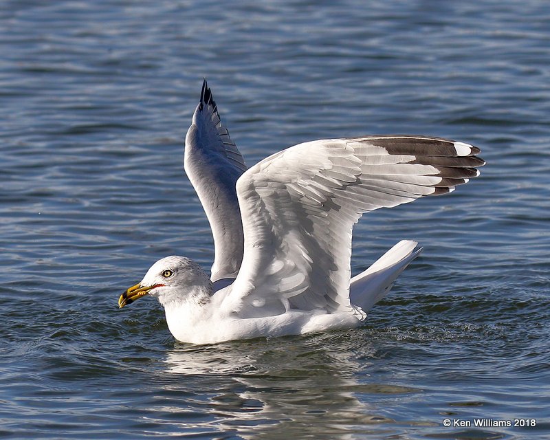 Ring-billed Gull, Lake Hefner, OKC, OK, 11-28-18, Jpa_28473.jpg