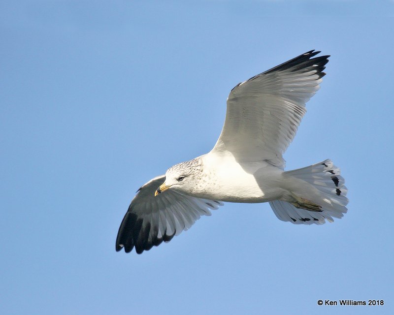 Ring-billed Gull, second cycle, Lake Hefner, OKC, OK, 11-28-18, Jpa_27307.jpg