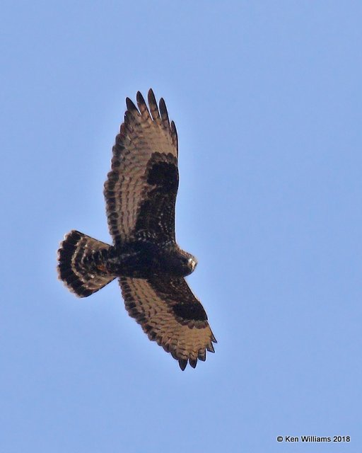 Rough-legged Hawk dark-morph adult male, Osage Co, OK, 12-5-18, Jpa_28703.jpg