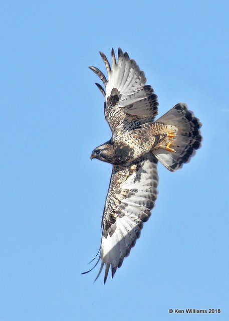 Rough-legged Hawk light-morph, Osage Co, OK, 12-5-18, Jpa_28601.jpg