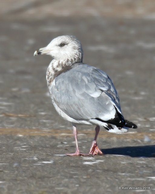 Herring Gull 3rd cycle nonbreeding, Lake Hefner, Oklahoma Co, OK, 12-10-18, Jpa_29084.jpg