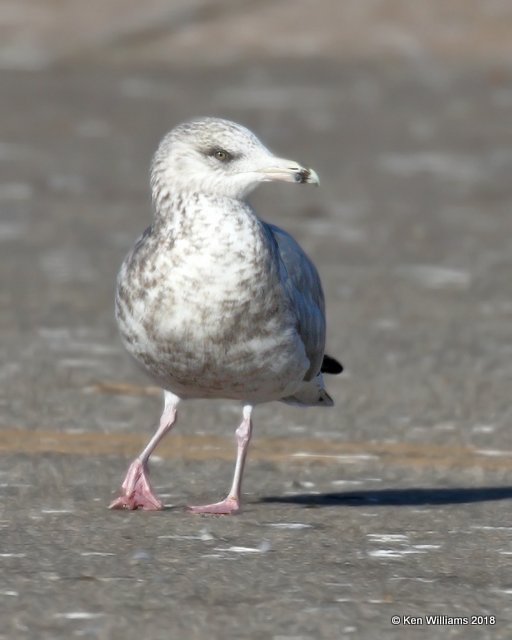 Herring Gull 3rd cycle nonbreeding, Lake Hefner, Oklahoma Co, OK, 12-10-18, Jpa_29103.jpg