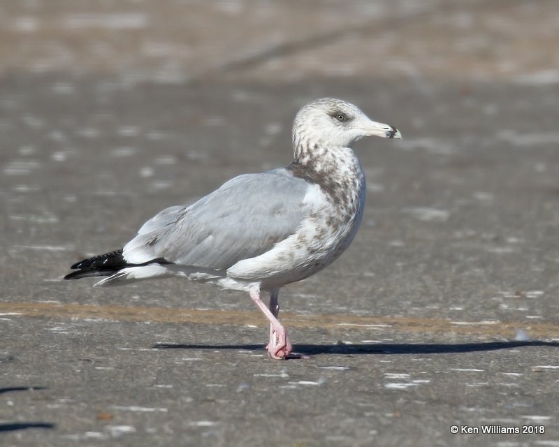 Herring Gull 3rd cycle nonbreeding, Lake Hefner, Oklahoma Co, OK, 12-10-18, Jpa_29112.jpg