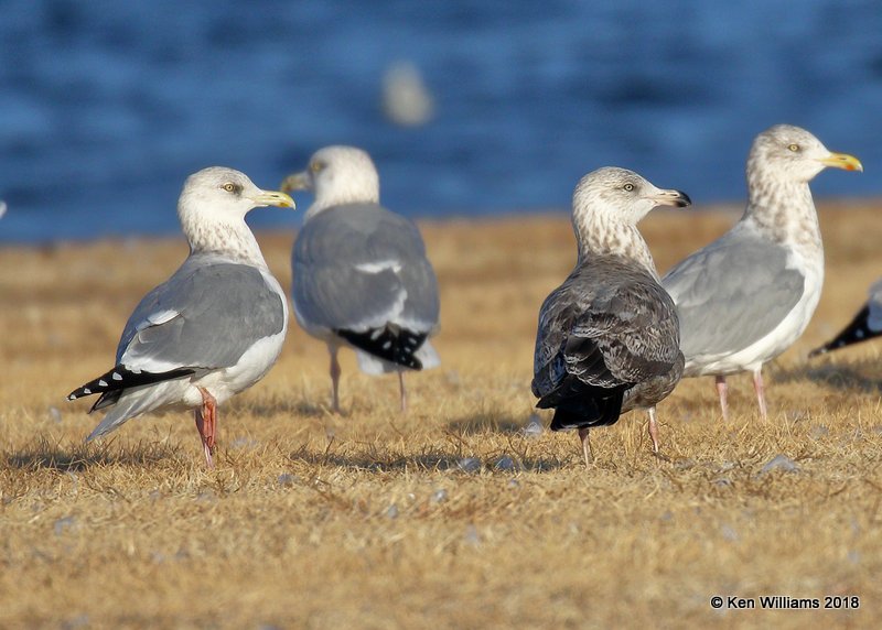 Herring Gulls nonbreeding, Lake Hefner, Oklahoma Co, OK, 12-10-18, Jpa_28802.jpg