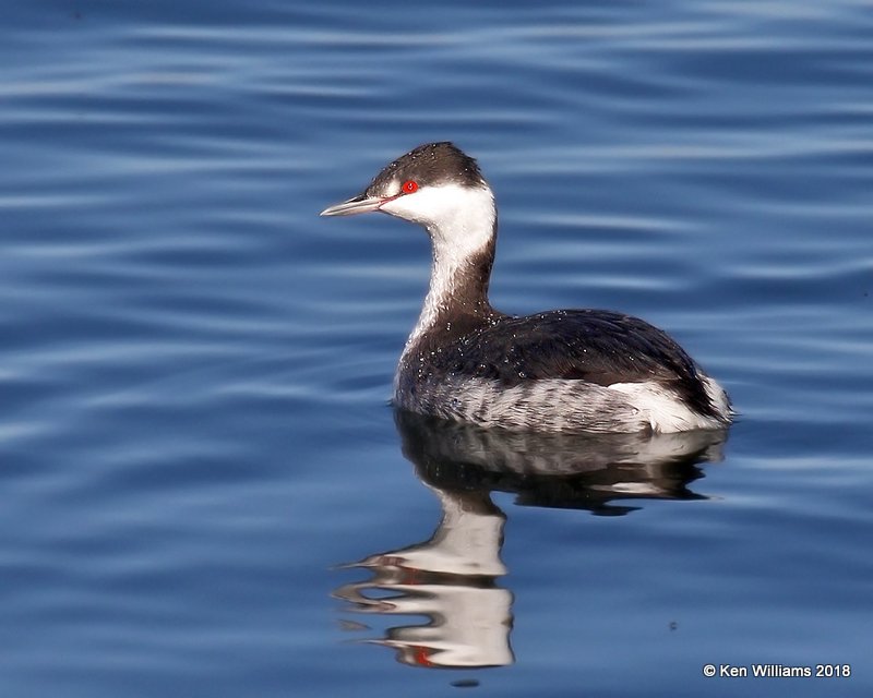 Horned Grebe nonbreeding, Lake Hefner, Oklahoma Co, OK, 12-10-18, Jpa_29572.jpg